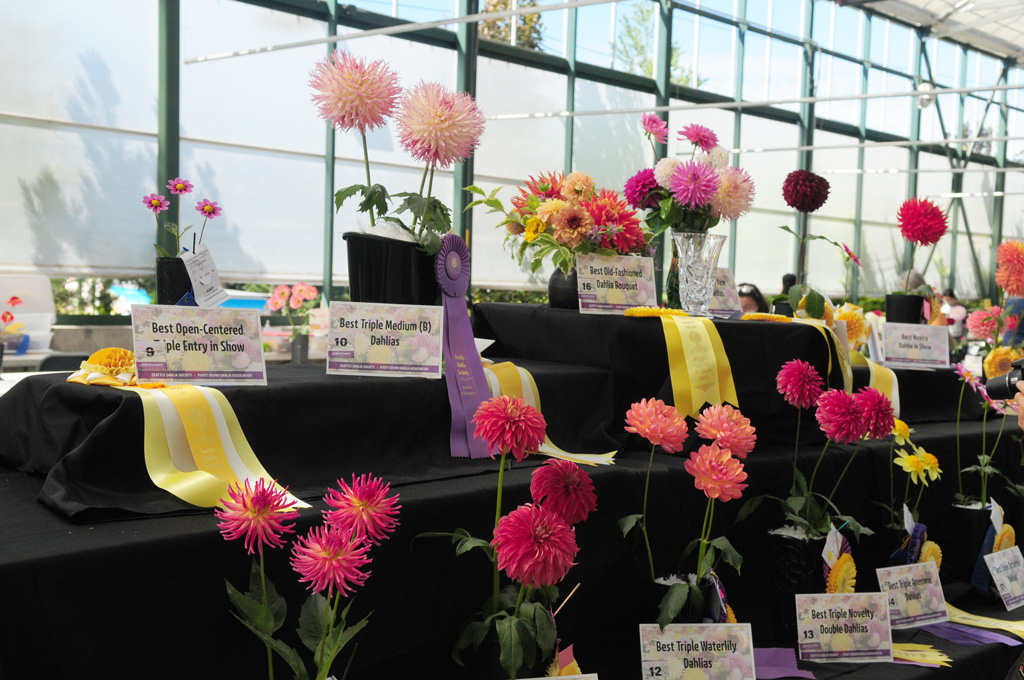 Head Table at the 2021 PSDA/SDS Dahlia Show at Sky Nursery in Shoreline, WA
