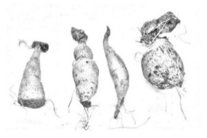tubers-range_web